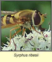 Syrphus ribesii