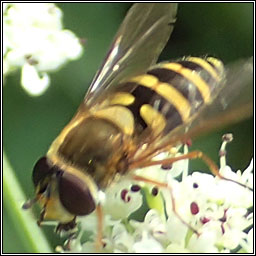 Syrphus ribesii