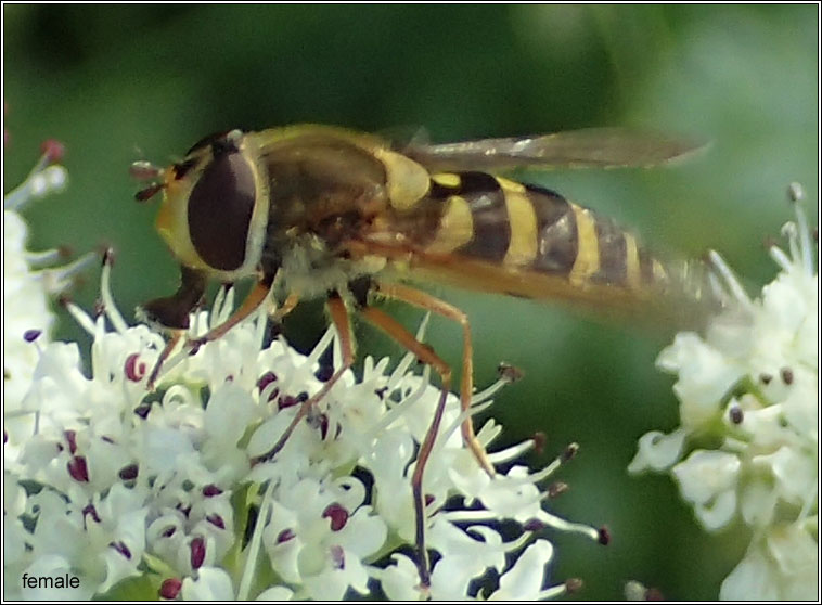 Syrphus ribesii