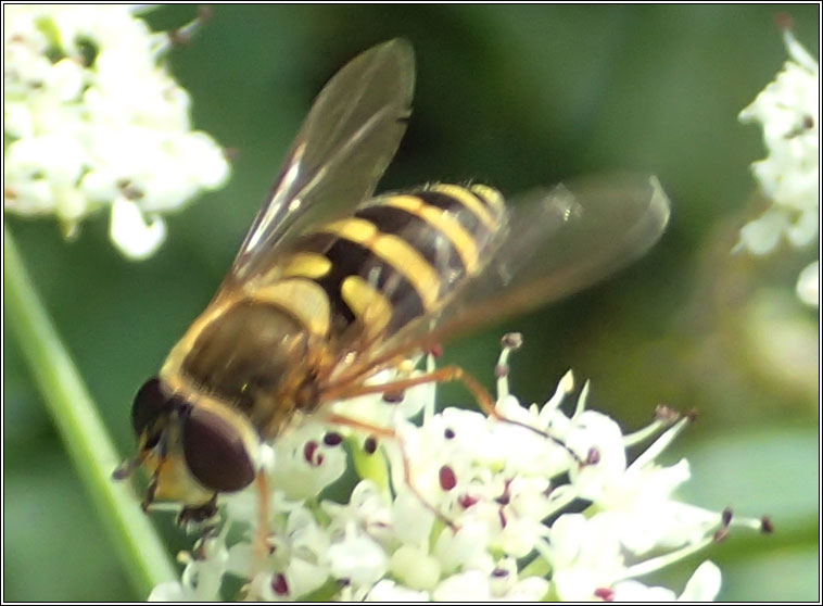 Syrphus ribesii