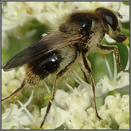 Cheilosia illustrata