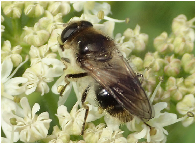 Cheilosia illustrata