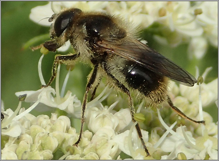 Cheilosia illustrata