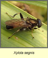 Xylota segnis