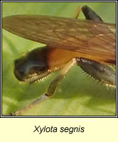 Xylota segnis