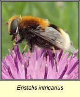 Eristalis intricarius