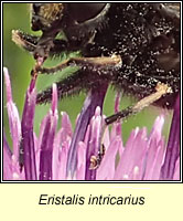 Eristalis intricarius