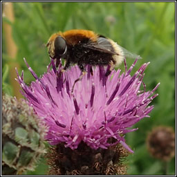 Eristalis intricarius, Furry Drone-fly