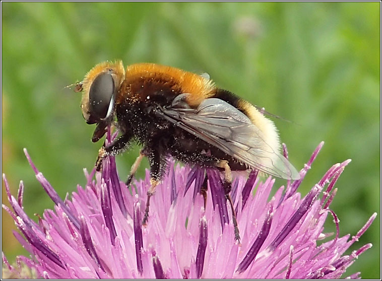 Eristalis intricarius, Furry Drone-fly