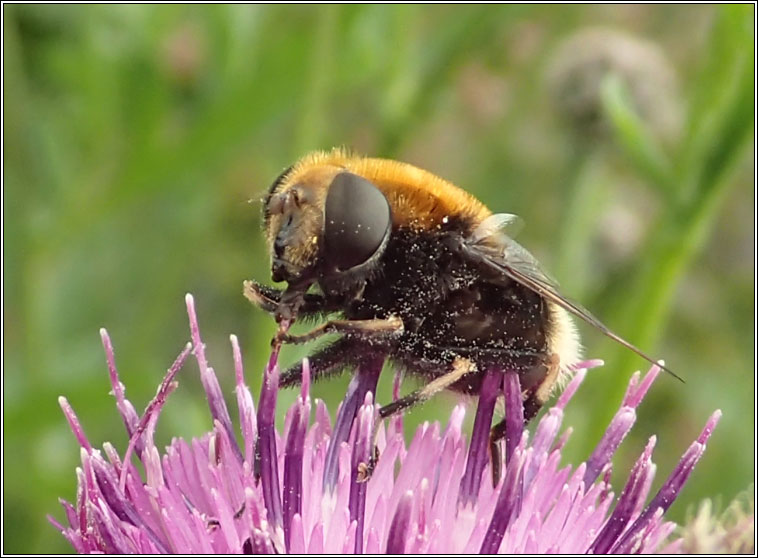 Eristalis intricarius, Furry Drone-fly