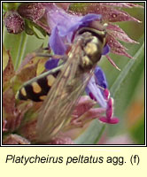 Platycheirus peltatus agg