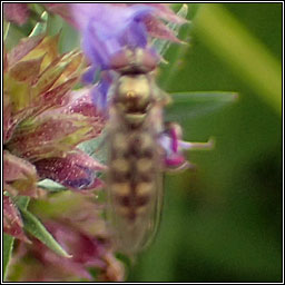 Platycheirus peltatus agg