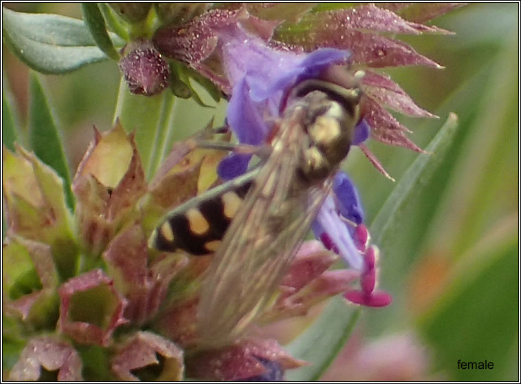 Platycheirus peltatus agg