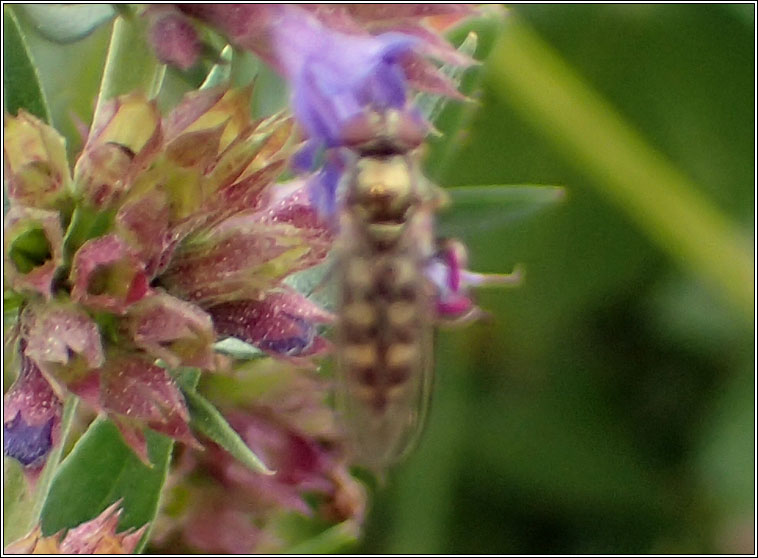 Platycheirus peltatus agg