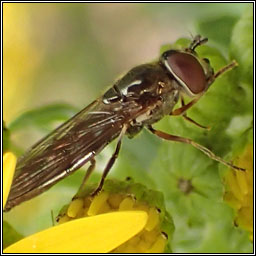 Platycheirus