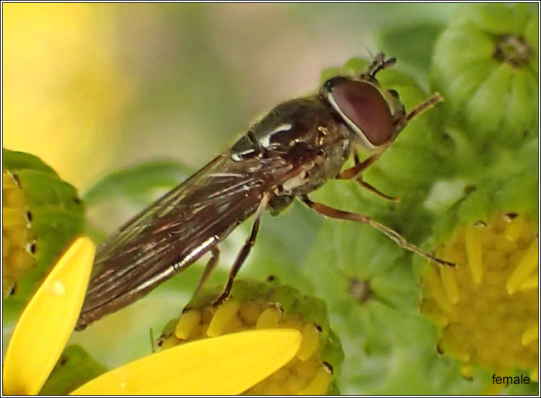 Platycheirus