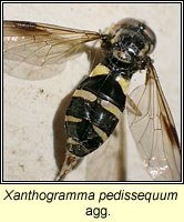 Xanthogramma pedissequum agg