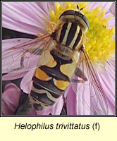 Helophilus trivittatus