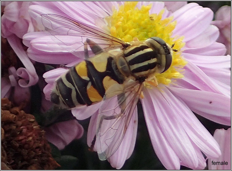 Helophilus trivittatus