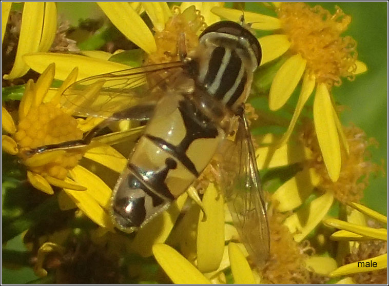 Helophilus trivittatus