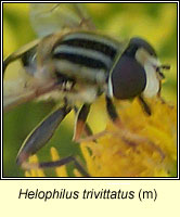 Helophilus trivittatus