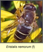 Eristalis nemorum