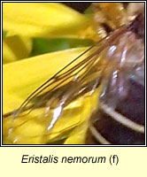 Eristalis nemorum