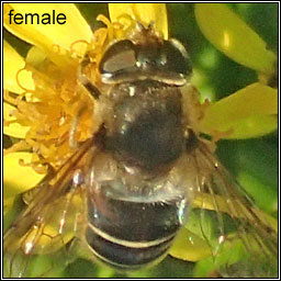 Eristalis nemorum