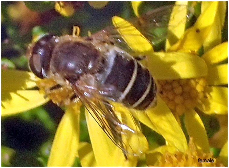 Eristalis nemorum