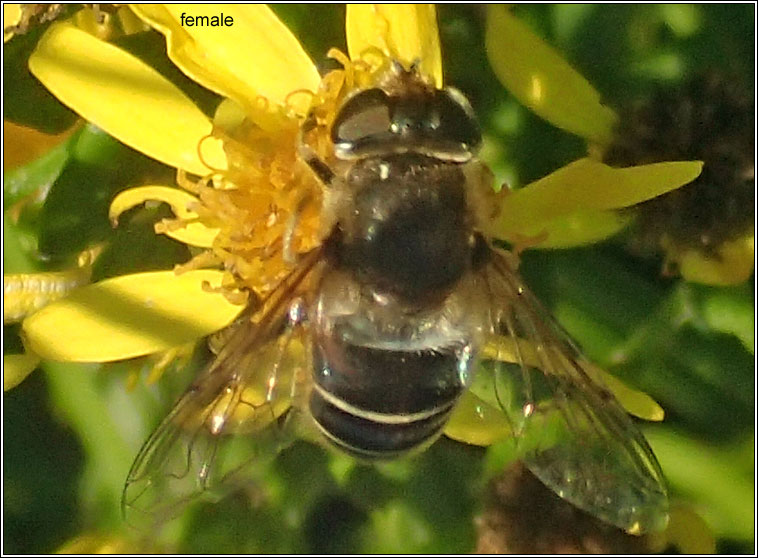 Eristalis nemorum