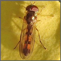 Melanostoma scalare, Chequered Hoverfly