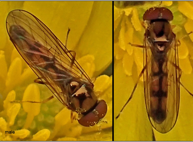 Melanostoma scalare, Chequered Hoverfly