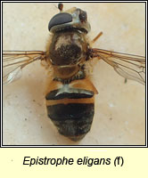 Epistrophe eligans