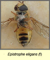 Epistrophe eligans