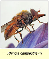 Rhingia campestris