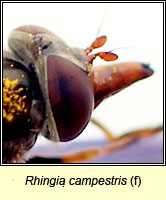 Rhingia campestris