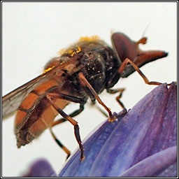 Rhingia campestris