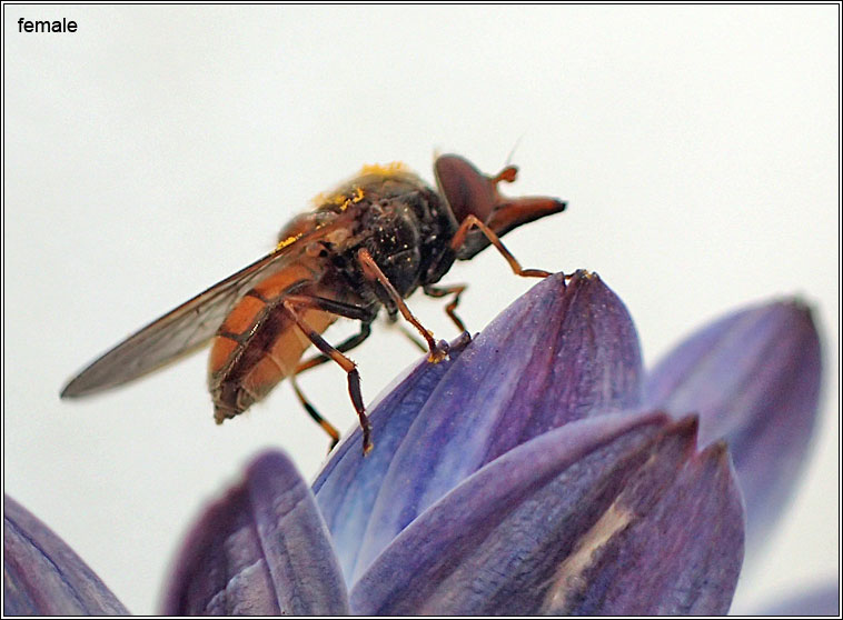 Rhingia campestris