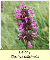 Betony, Stachys officinalis