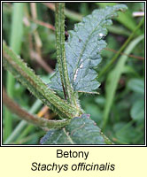 Betony, Stachys officinalis