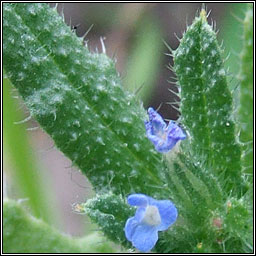 Bugloss, Lycopsis arvensis