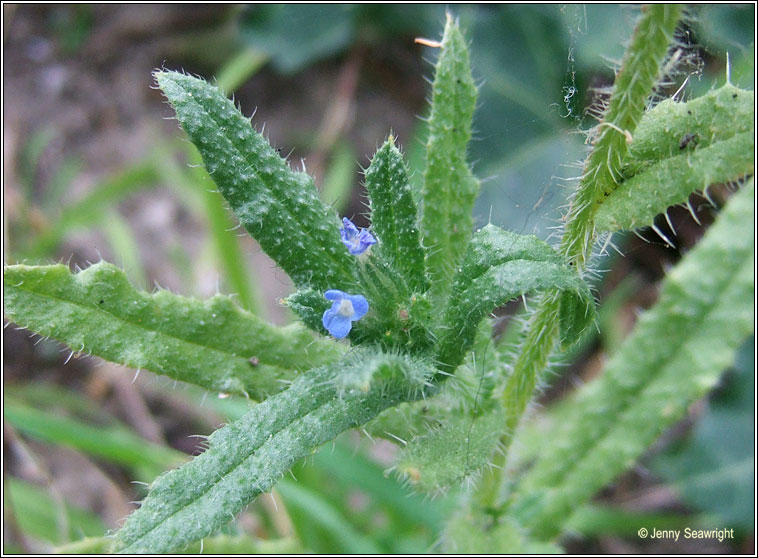 Bugloss, Anchusa arvensis