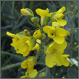 Wild Cabbage, Brassica oleracea