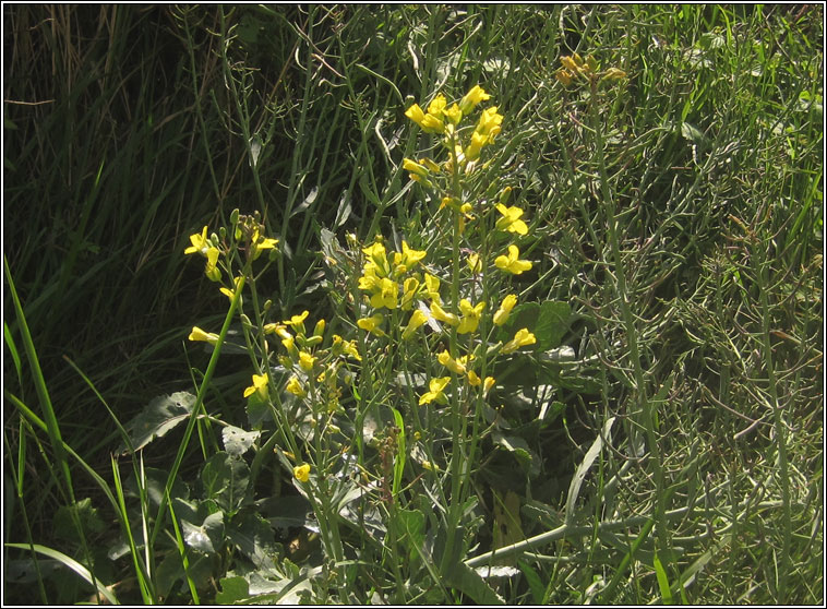 Wild Cabbage, Brassica oleracea