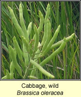 Cabbage, wild, Brassica oleracea