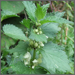 White Dead-nettle, Lamium album