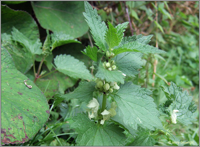 White Dead-nettle, Lamium album