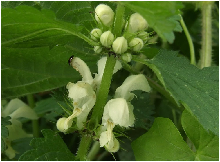 White Dead-nettle, Lamium album