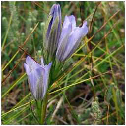 Marsh Gentian, Gentiana pneumonanthe