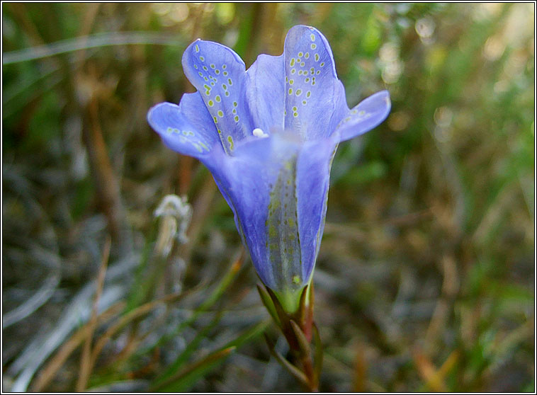 Marsh Gentian, Gentiana pneumonanthe